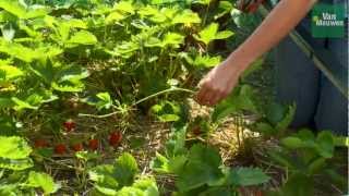 How to grow strawberries with Van Meuwen [upl. by Wallie924]