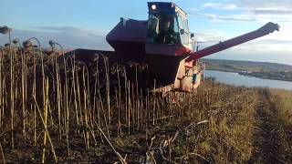 Комбаин Нива СК 5 М1 Уборка Подсолнуха 2017 35 цга Combine Niva SC5 Sunflower cleaning 35 centners [upl. by Virge229]