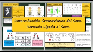 Determinación Cromosómica del Sexo Herencia Ligada al Sexo Daltonismo y Hemofilia Genética [upl. by Gilliam]