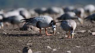 Barheaded goose  Pong Dam [upl. by Marion783]