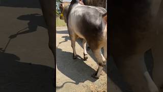 Most Beautiful amp Aggressive cow🔥dairyfarm cattlefarm shorts trending goalbariyt bakraeid2025 [upl. by Eentihw406]