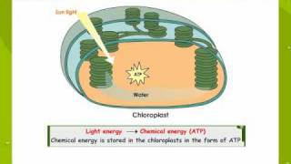 Photosynthesis [upl. by Lena]