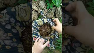 How to plant coriander seedsgardeningtips plant coriander trendingvideo [upl. by Yretsym]