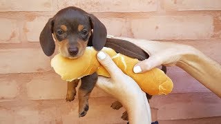 33 Cute and Funny Dachshund Videos Instagram  Adorable Sausage Dogs Try Not To Laugh Compilation [upl. by Ahseyk899]