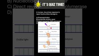 How Thymine dimer mutations of DNA repaired in Humans [upl. by Matheson941]