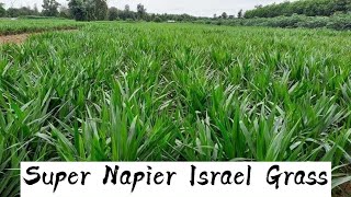 Planting Israel Super Napier grass in field [upl. by Wildermuth]