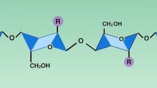 04 8 Lysozyme Reaction [upl. by Shamus671]