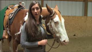 Different Western Headstalls for Showing [upl. by Silverman138]