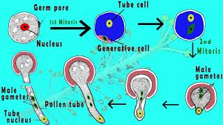 Microgametogenesis  Germination of pollen grain amp Development of male gametes in plants Animated [upl. by Nealey]