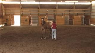 Horse Training Clinic with Holistic Horse Trainer Missy Wryn [upl. by Enrahs]