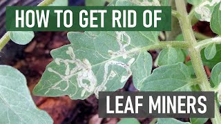 How to Get Rid of Leaf Miners 4 Easy Steps [upl. by Sedrul855]