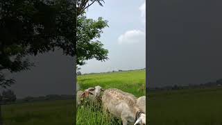 Kambing Gibas Ekor Besar [upl. by Larson]