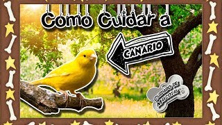 Canario El compositor de los hogares Animales domésticos Cuidados de mascotas [upl. by Rj739]