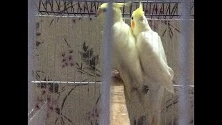 Live Cockatiel Parrot Stream  parrots  birds livestream [upl. by Frydman]