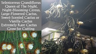 🌷107How to Grow Extremely Rare Selenicereus GrandiflorusNightblooming largeflowered cactus Stem🌻 [upl. by Ber197]