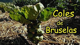 Cosechando COLES de BRUSELAS  Características del Cultivo [upl. by Notnats]