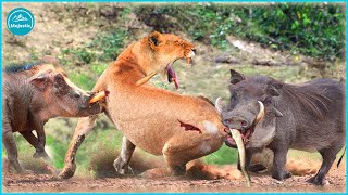 15 Moments Brave Warthog Fights Predators To Survive In The Frightful Hunt [upl. by Enrica]