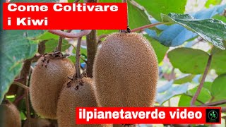 Come coltivare i Kiwi [upl. by Ahcsap338]