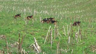 Woodpont Beagles Hunting 42518 [upl. by Fidel]