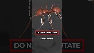 We Just Discovered That Ants Can Perform Surgery [upl. by Iinde]