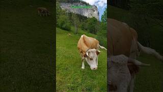 The Cows 🐄animals shorts tiere cow kuh [upl. by Enrobialc]