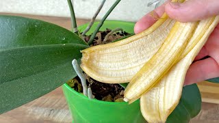 Du brauchst nur 1 Bananenschale Und die Orchidee blüht das ganze Jahr über ununterbrochen [upl. by Crooks]