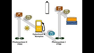 Die Lichtreaktion der Photosynthese [upl. by Nelad]