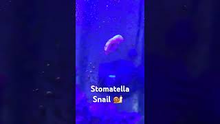 Stomatella Snail 🐌 shorts snail [upl. by Ibok]