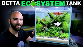 Betta Eco Tank No Water Changes No Filter Low Tech Aquascape Tutorial [upl. by Kenleigh]