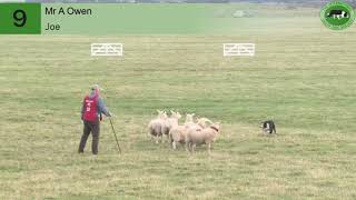 Lot 9 Joe AOwen Dolgellau Farmers Marts November 17th [upl. by Reiche531]