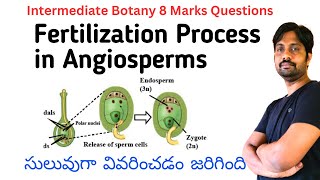 Fertilization Process in Angiosperms  Intermediate Botany Most Important 8 Marks Question [upl. by Alleroif947]