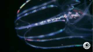 The Lovely Lobed Comb Jelly [upl. by Rezeile]