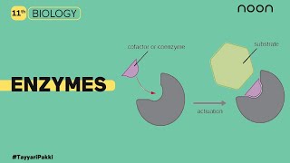 Enzymes  Biology  Class 11  Noon [upl. by Aniled516]