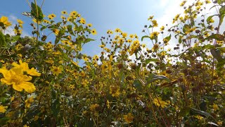 Guizotia abyssinica Niger seed plant [upl. by Ilojne]