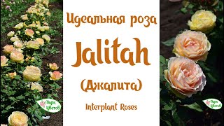 Идеальная роза Jalitah Джалита Interplant Roses [upl. by Rida]