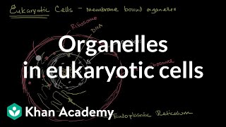 Organelles in eukaryotic cells  The cellular basis of life  High school biology  Khan Academy [upl. by Kitty]