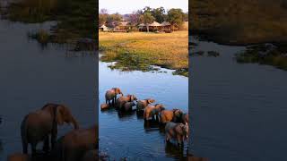 Okavango Delta  Botswana [upl. by Natsirt]