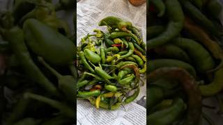 GREEN CHILLIES FROM GARDEN CABAI HIJAU PANEN CABE [upl. by Nitnilc]