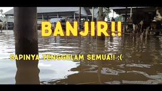 AMBARAWA AMBYAR PASAR SAPI AMBARAWA BANJIRRR [upl. by Kuehnel167]