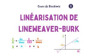 Linéarisation de LineweaverBurk  Enzymologie [upl. by Langston]