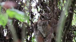 2024 07 27 Currucutu Comun Megascops choliba Tropical screech owl Cajica Cundinamarca [upl. by Refinney724]