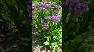 Wavyleaf Sea Lavender Limonium sinuatum [upl. by Beane]