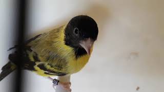 TARIN DE MAGELLAN TOPAZE  Spinus magellanicus  HOODED SISKIN [upl. by Stefanac]