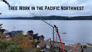 Tree Work In The Pacific Northwest [upl. by Divadleahcim]