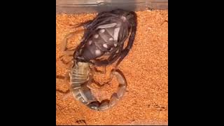 scorpion molting process [upl. by Aknaib390]