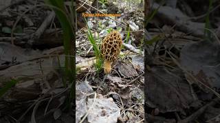 Morchella Esculenta March 2024 asmr asmrmushrooms morrel mushroomhunting morcheln morchella [upl. by Alletnahs480]