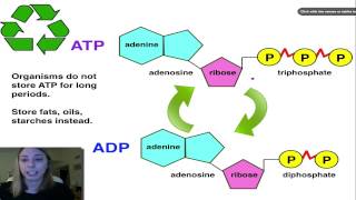 ATP ADP Cycle [upl. by Tremml996]