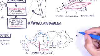 Introduction to how reflexes work  reflex arc monosynaptic and polysynaptic reflexes [upl. by Zsa]