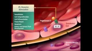 Renin Angiotensin Aldosterone System [upl. by Vigen23]