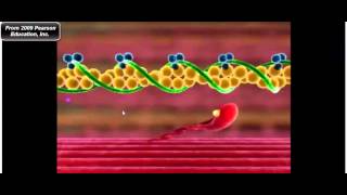 Muscle Physiology Troponin Tropomyosin and Myosin CrossBridge Cycle [upl. by Bernette]